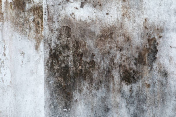 Best Emergency Mold Remediation  in Montebello, NY