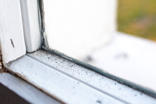 Best Forensic Mold Investigation  in Montebello, NY