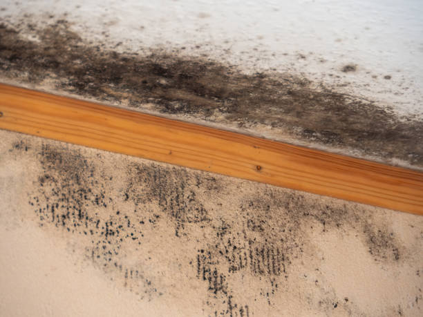 Best Mold Removal for HVAC Installations  in Montebello, NY