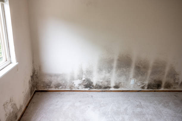 Best Airborne Mold Testing  in Montebello, NY